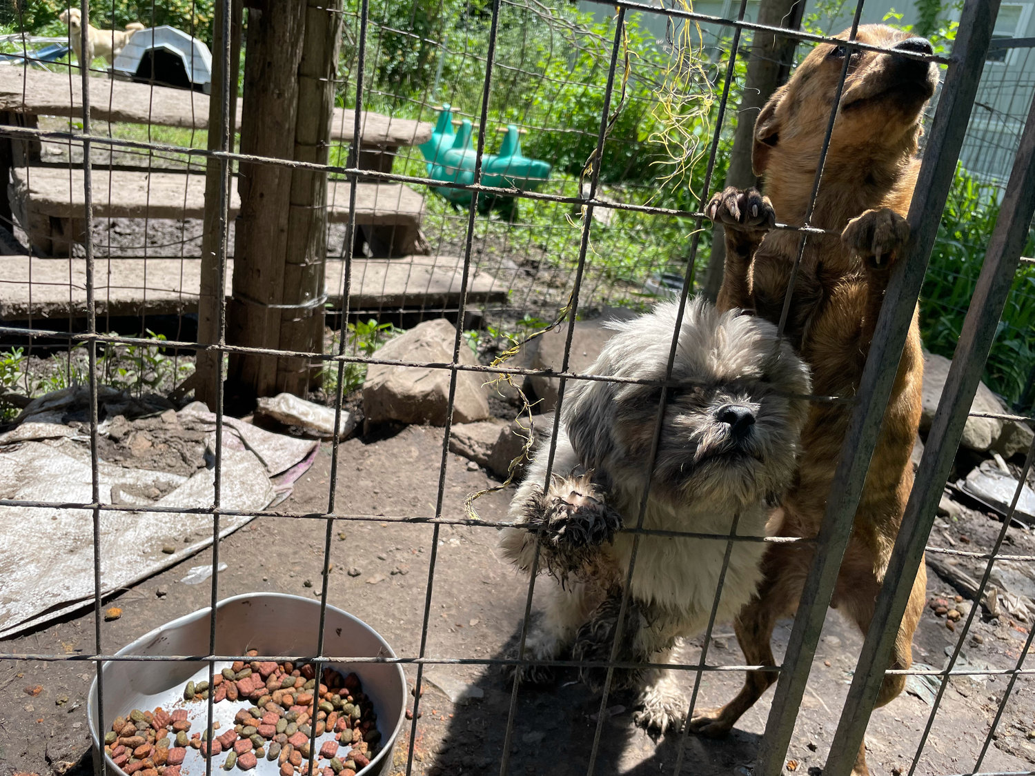 Twelve dogs and 12 cats reside in filthy conditions at a trailer in eastern Pettis County. Their owners could be facing 24 counts of animal cruelty or neglect.